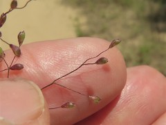 Dichanthelium commonsianum