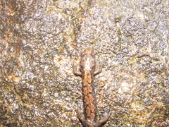 Desmognathus carolinensis