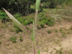Dichanthelium commonsianum