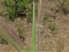 Dichanthelium commonsianum