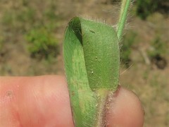 Dichanthelium commonsianum