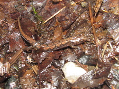 Desmognathus carolinensis