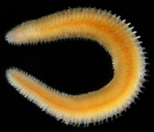 Representative image of Chrysopetalidae