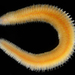 Chrysopetalidae - Photo (c) smithsonian_marinegeo, algunos derechos reservados (CC BY-NC-SA), subido por smithsonian_marinegeo