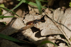 Nomada ferruginata