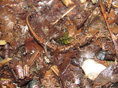 Desmognathus carolinensis