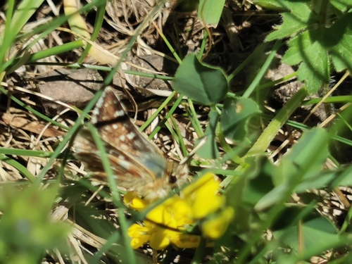 Photo of Red-underwing Skipper (Spialia sertorius)