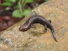 Desmognathus carolinensis