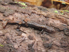Desmognathus carolinensis