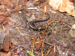 Desmognathus carolinensis