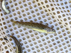 Etheostoma uniporum