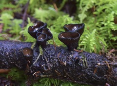 Pseudoplectania melaena