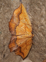 Epione repandaria