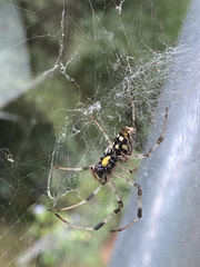 Nephilingis cruentata