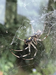 Nephilingis cruentata