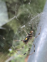 Nephilingis cruentata