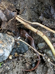 Desmognathus carolinensis
