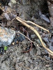Desmognathus carolinensis
