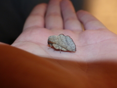 Phyllodesma suberifolia
