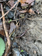 Desmognathus carolinensis