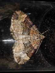 Xanthorhoe quadrifasiata