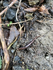 Desmognathus carolinensis