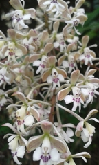 Epidendrum arnoldii