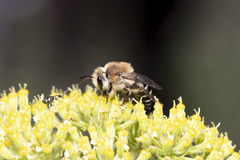 Colletes dimidiatus