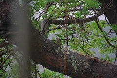 Campethera bennettii