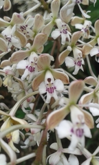 Epidendrum arnoldii