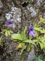 Pinguicula