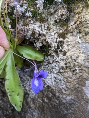 Pinguicula