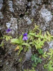 Pinguicula