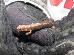 Desmognathus carolinensis