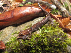 Desmognathus carolinensis