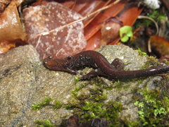 Desmognathus carolinensis