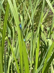 Enallagma geminatum