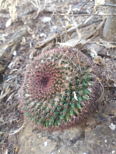 Image of Mammillaria miegiana by (c) Tereka Lasso, some rights reserved (CC BY-SA)