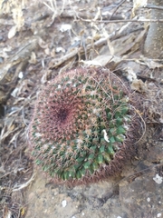 Mammillaria miegiana