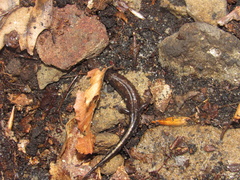 Desmognathus carolinensis