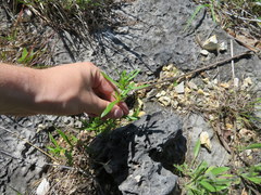 Hypericum sphaerocarpum