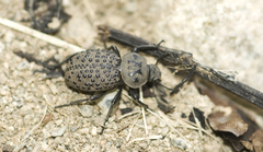 Scotobius pilularius