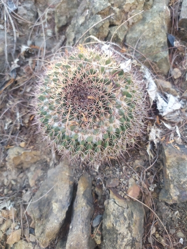 Sonora river cactus (Mammillaria miegiana)