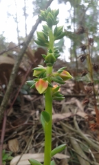 Echeveria bicolor