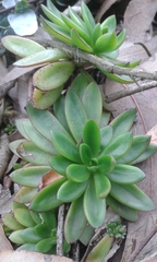 Echeveria bicolor