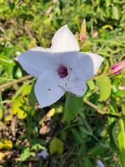 Cryptostegia grandiflora