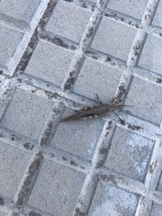 Anacridium aegyptium