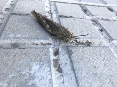 Anacridium aegyptium