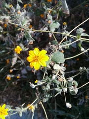 Simsia lagasceiformis