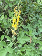 Crotalaria